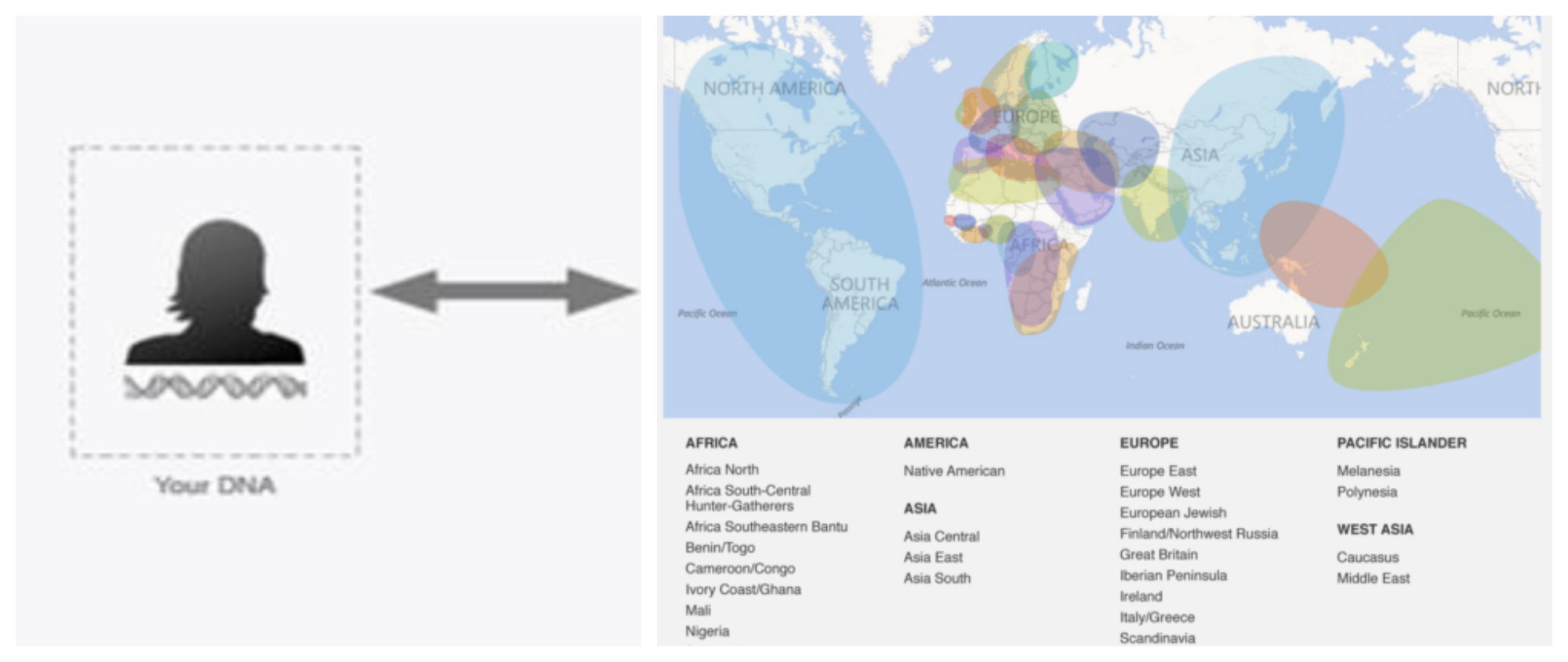 How-AncestryDNA-determines-your-ethnicity-estimate